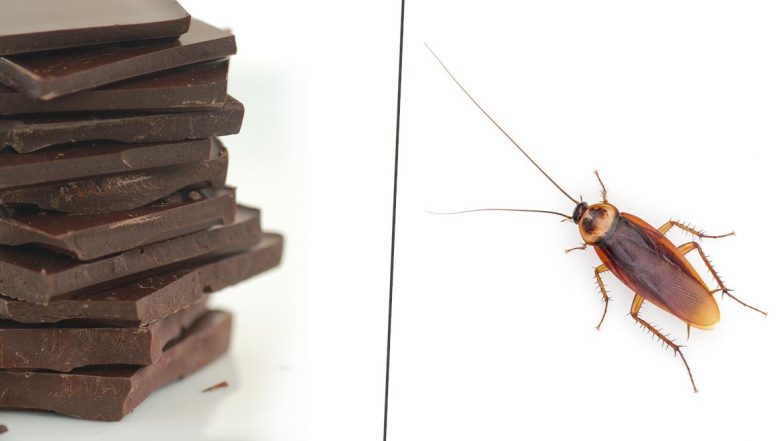 Homoeopathic Practitioner Says FDA Permits 4g of Cockroach in 100g Chocolate; Viral Video Faces Flak Online