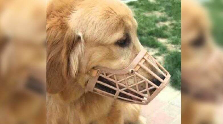 Dog in Hong Kong Tested 'Weak Positive,' For Coronavirus & Put On Quarantine
