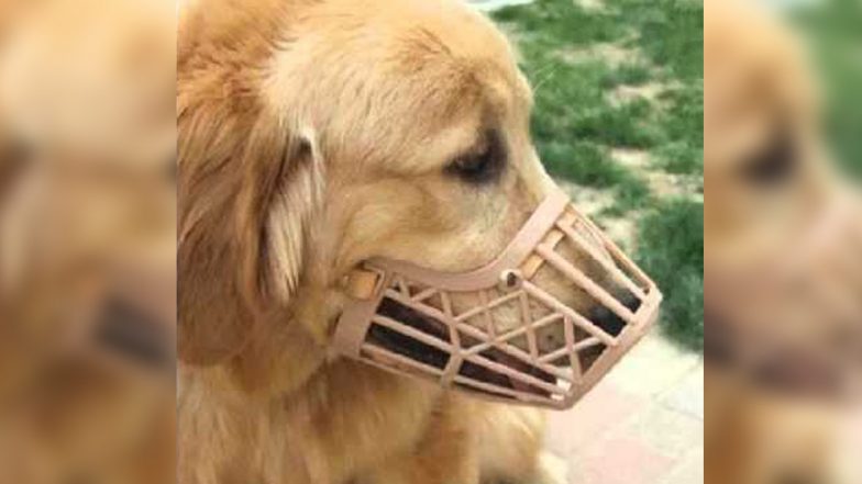 Coronavirus Crisis: Pet-Owners Rush to Purchase Dog Face Masks amid Outbreak; Demand Increases Ten-Fold Since the Outbreak