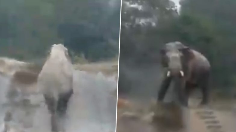 Viral Video of Elephant Climbing Narrow Stairs Perfectly Is Leaving Netizens Amazed for All the Right Reasons!