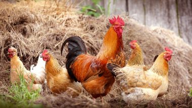 Newcastle Disease: 'No Non-Veg Week' Being Observed in Andhra Pradesh's Tanuku Town to Prevent VVND Infection