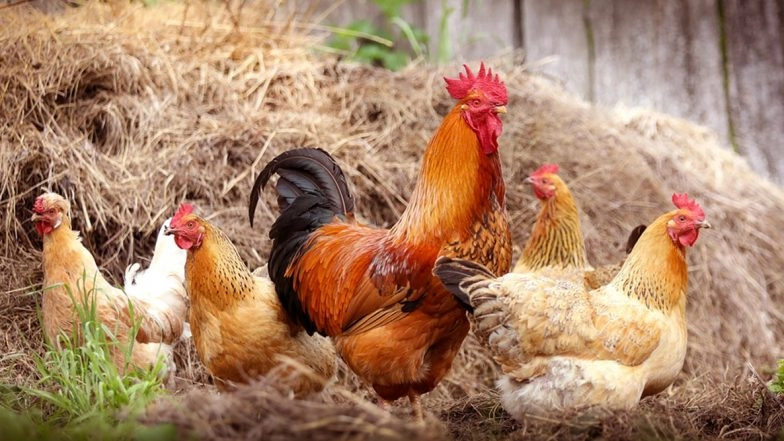 Haryana Poultry Farmers Suffer Severe Losses Amid Coronavirus Outbreak and Lockdown, Forced to Bury Thousands of Starving Chicken Alive
