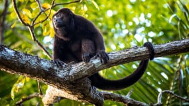 Monkey Beaten, Hanged to Death on Tree After It Enters Telangana House in Search of Food (Watch Video)