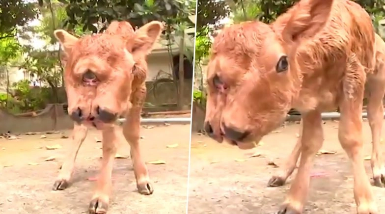 Mutant Calf with Two Heads, 4 Eyes and 2 Mouths from a Village in Kanyakumari Shocks Locals!