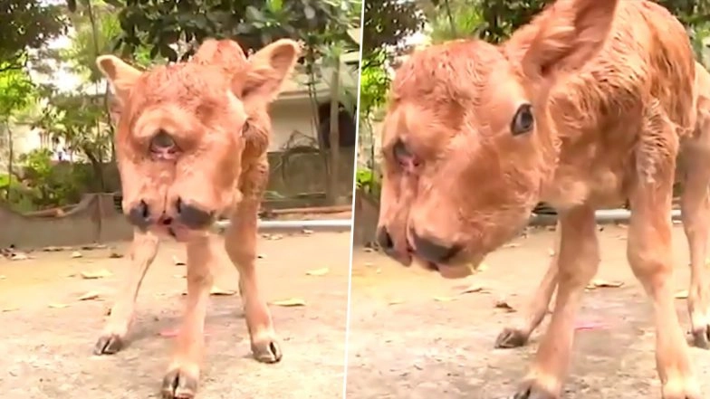 Mutant Calf with Two Heads, 4 Eyes and 2 Mouths from a Village in Kanyakumari Shocks Locals! Know More About the Rare Dicephalic Parapagus