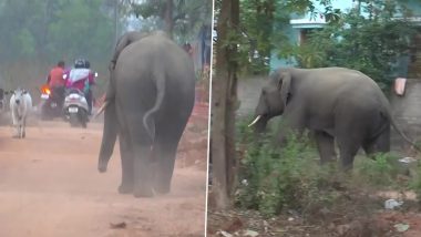 Elephant Attack in Bhubaneswar: Four Dead, Six Injured After Wild Elephant Enters Residential Areas; Operation  to Track Tusker Underway