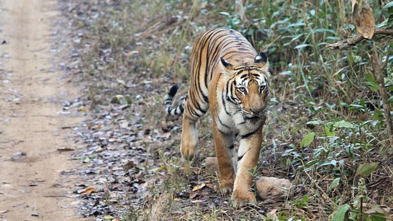 Tiger at Bronx Zoo in US Tests Positive for Coronavirus, Other Animals Exhibit COVID-19 Symptoms