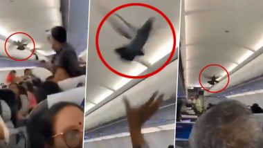 Go Air Flight Bound to Jaipur Gets a Pigeon On-board! Flight Delayed by 30 Minutes (Watch Viral Video)