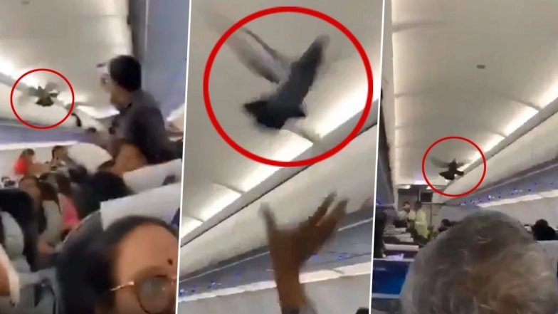 Go Air Flight Bound to Jaipur Gets a Pigeon On-board! Flight Delayed by 30 Minutes (Watch Viral Video)