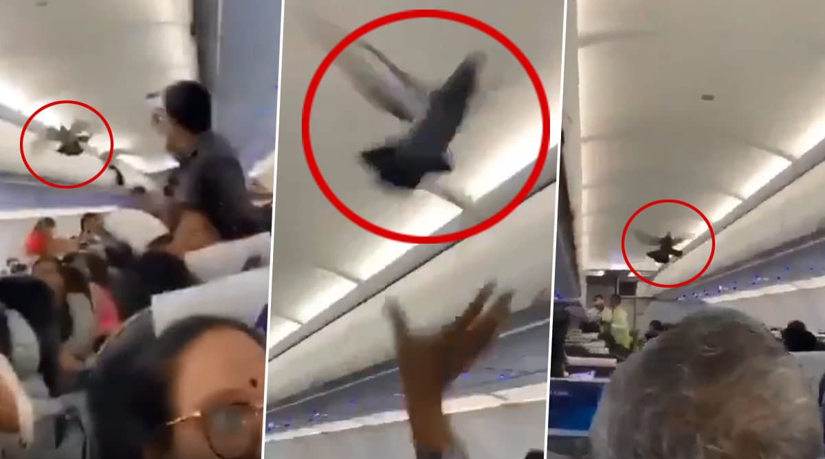 Go Air Flight Bound to Jaipur Gets a Pigeon On-board! Flight Delayed by 30 Minutes (Watch Viral Video) Go Air Flight Bound to Jaipur Gets a Pigeon On-board! Flight Delayed by 30 Minutes (Watch Viral Video)