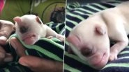Mutant Puppy Born With One Eye Fondly Called Real-Life 'Cyclops' After Pics And Videos Go Viral (Watch Video)