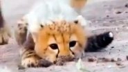 Cheetah Cub Learns to Hunt, Video Goes Viral on Internet, Netizens Amazed