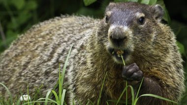 Groundhog Day 2020: Date, History and Significance of The Day That Predicts The Arrival of Spring