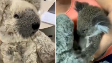 Baby Koala Rescued From Australian Bushfire Seeks Comfort in Grey Teddy Bear After Losing Mother (Watch Emotional Video)