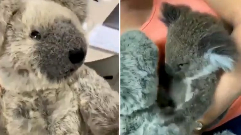 Baby Koala Rescued From Australian Bushfire Seeks Comfort in Grey Teddy Bear After Losing Mother (Watch Emotional Video)