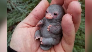 Picture of Baby Platypus Going Viral on Internet is Fake, It's a Plastic Sculpture (View Pic)