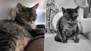 Cat Barbara Becomes Instagram Star, Thanks to Her 'Grumpy' Looks (See Pictures)