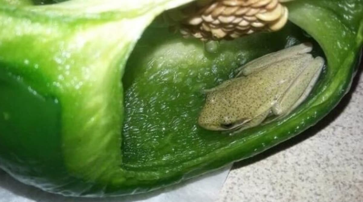Canadian Couple Find Live Frog Inside Bell Pepper While Preparing Dinner Canadian Couple Find Live Frog Inside Bell Pepper While Preparing Dinner