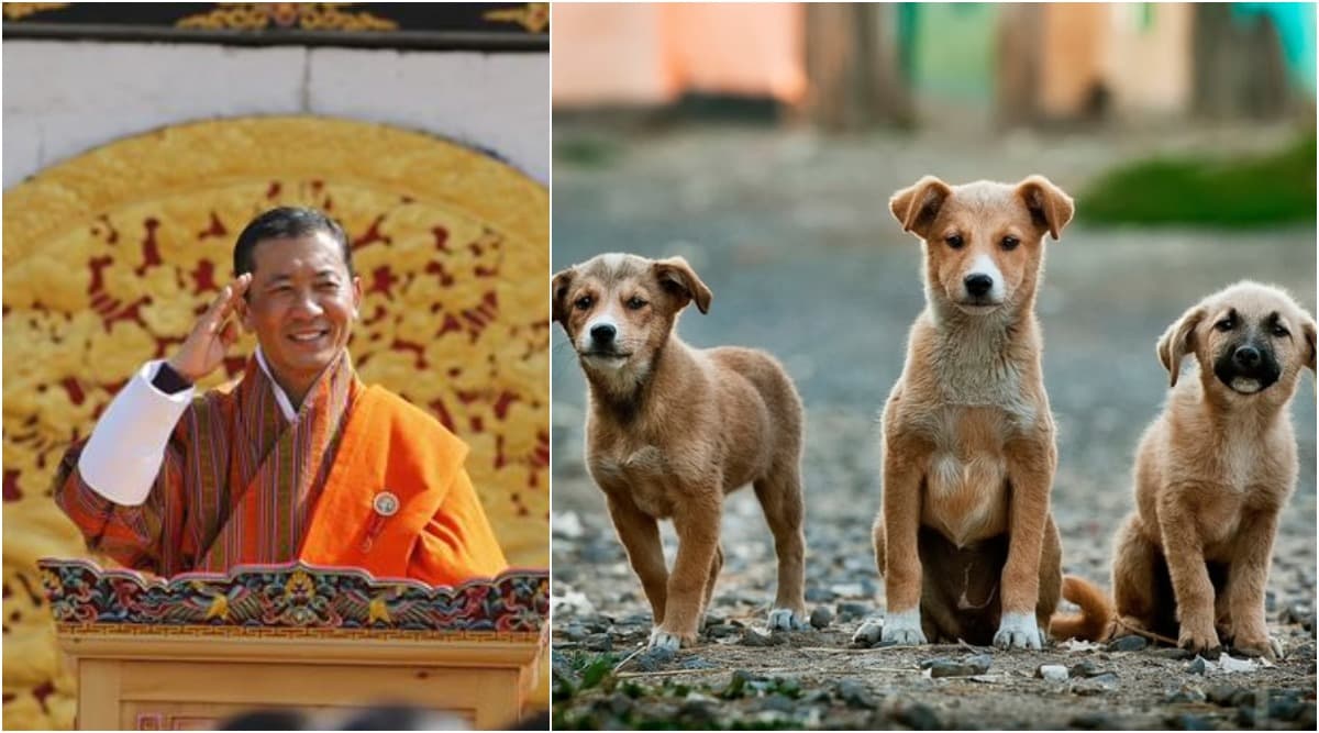 Bhutan PM Urges Citizens to Adopt Stray Dogs And Plant Trees as Birthday Gift for 'King' (See Pictures) Bhutan PM Urges Citizens to Adopt Stray Dogs And Plant Trees as Birthday Gift for 'King' (See Pictures)