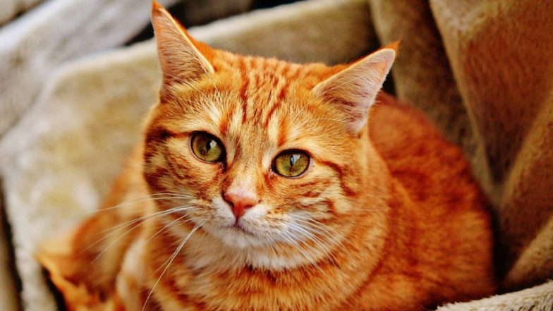 Cat Tests Positive For Coronavirus in Belgium After Being Infected by Owner