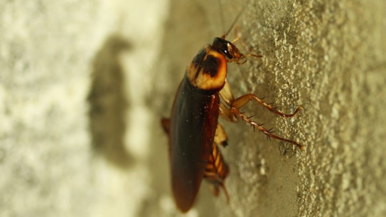 Brisbane Student Offers $20 to Anyone Who Can Kill 'Abnormally Large' Cockroach in His Kitchen