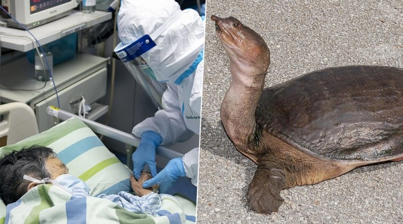 Coronavirus Patients in Wuhan Hospital Given Turtle Meat in Their Meals