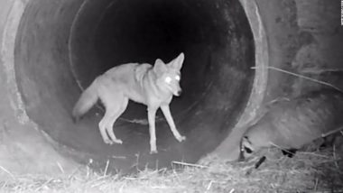 Coyote And Badger's Unusual Friendship Captured on Camera; Video From California Goes Viral