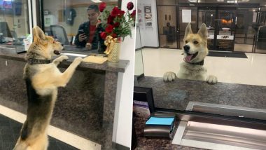 Missing Dog Walks Into Police Station to Report Himself and Then Returns Home, 'Good Boy' Impresses Netizens