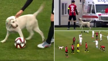 Dog Invades Pitch During Turkish Football Match and Starts Playing With The Ball (Watch Video)