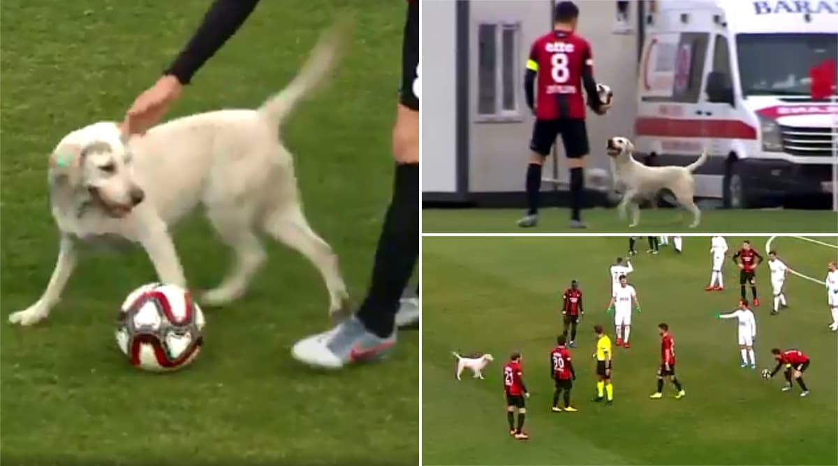 Dog Invades Pitch During Turkish Football Match And Starts Playing With ...