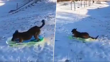 Dog Gets a Sledge and Rides Down the Snow; Vivek Oberoi and Chris Evan Is in Love With the Video Along With Twitterati