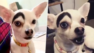 Dog's 'Eyebrow' Birthmark Gets it Villainous Cartoon Names From Netizens (Watch Video)