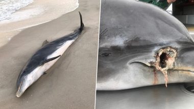 Dolphins Found Shot And Stabbed Off Florida Coast, Officials Offer $20,000 Reward For Information on Offenders