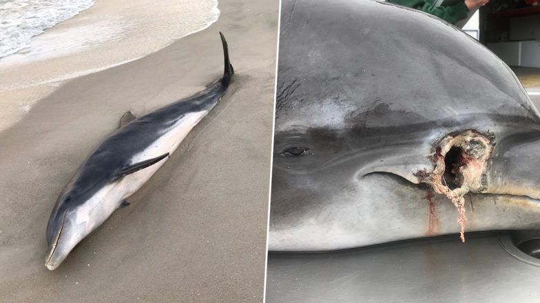 Dolphins Found Shot And Stabbed Off Florida Coast, Officials Offer $20,000 Reward For Information on Offenders