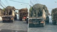 Elephants Steal Sugarcanes From Truck While Being Transported, Funny Video Goes Viral