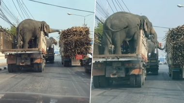 Elephants Steal Sugarcanes From Truck While Being Transported, Funny Video  Goes Viral | 👍 LatestLY