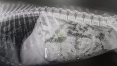 South Africa: Dog Swallows Owner's Engagement Ring, Shows X-ray