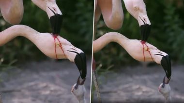 Video of Flamingos Feeding Their Young One Will Leave You Amazed At Nature's Ways