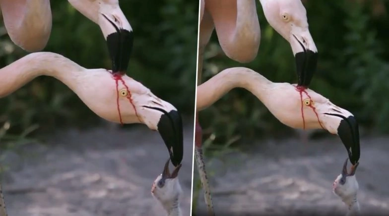 Video of Flamingos Feeding Their Young One is Scary Yet Amazing