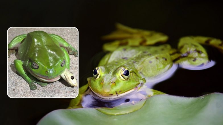 Frog Caught Eating One of The Most Venomous Snakes in The World! (View Pics)