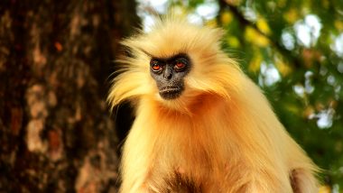 Golden Langur Becomes Extinct After Last Surviving Primate From Assam's Umananda Passes Away