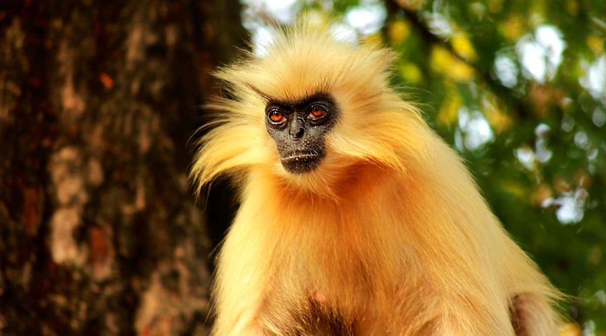 Golden Langur Becomes Extinct After Last Surviving Primate From Assam's ...