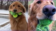 Finley, The Golden Retriever Breaks World Record by Holding 6 Tennis Balls in His Mouth (View Pic)