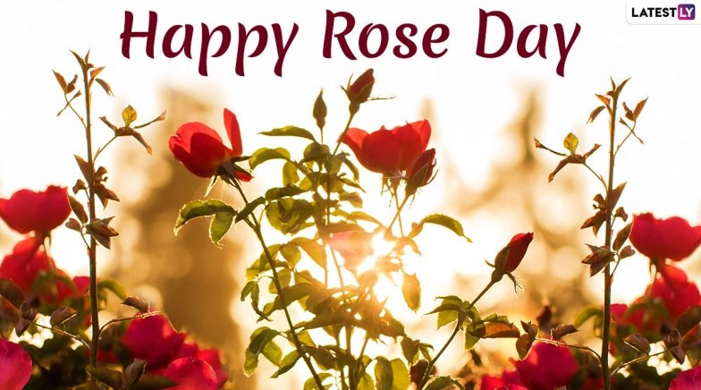 Happy Rose Day 2020 Wishes and Messages