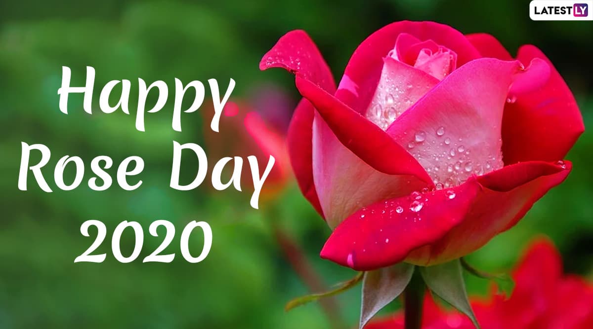 Happy Rose Day 2020 Images & HD Wallpapers For Free Download ...