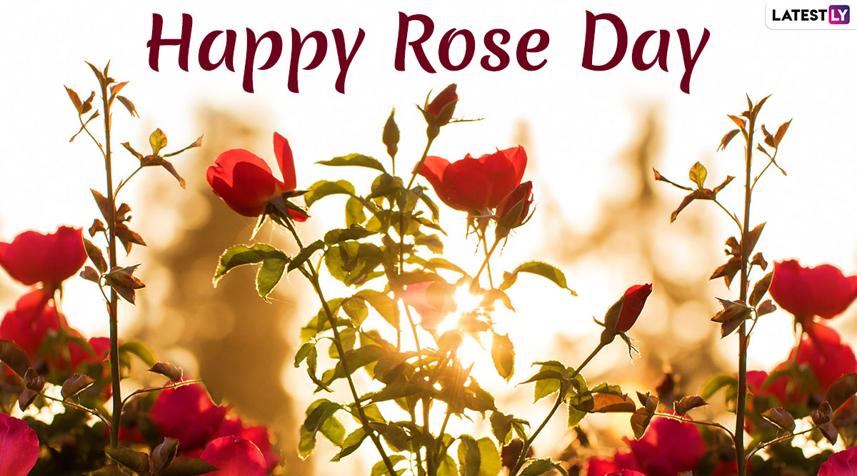 Happy Rose Day 2020 Wishes and Messages: WhatsApp Stickers, Rose ...
