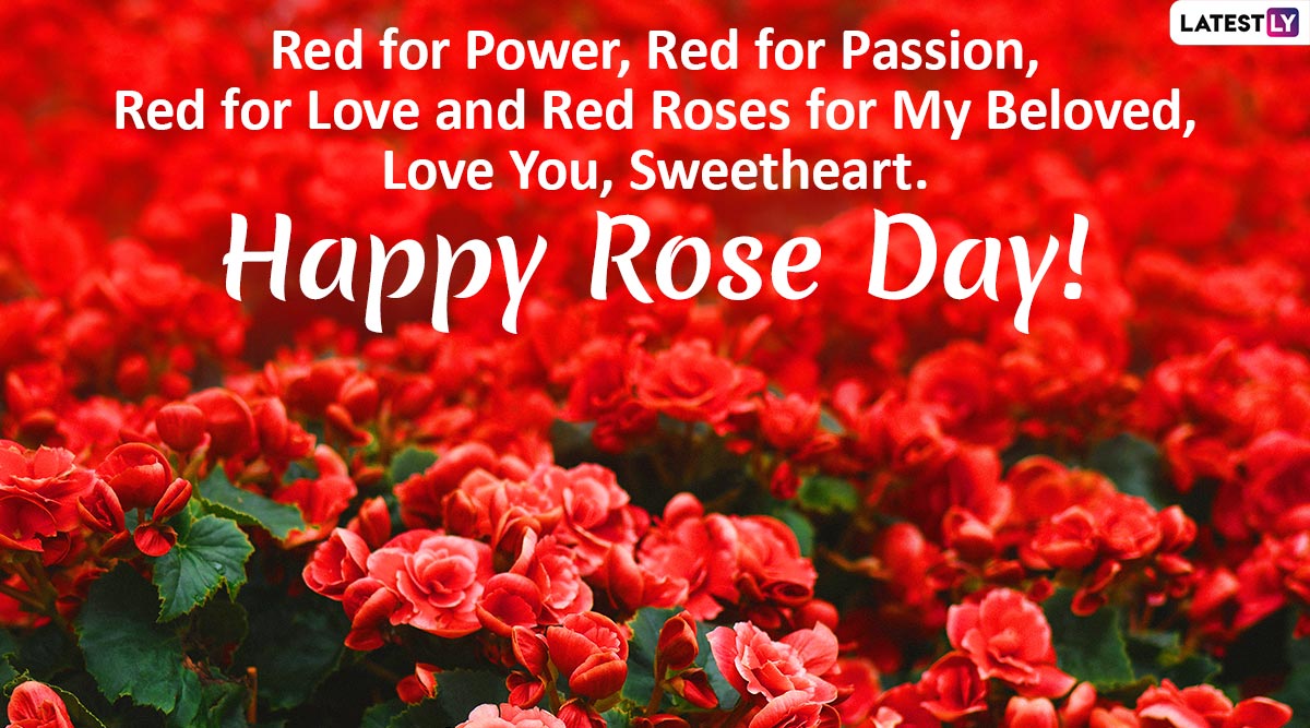 Happy Rose Day 2020 Wishes and Messages: WhatsApp Stickers, Rose ...