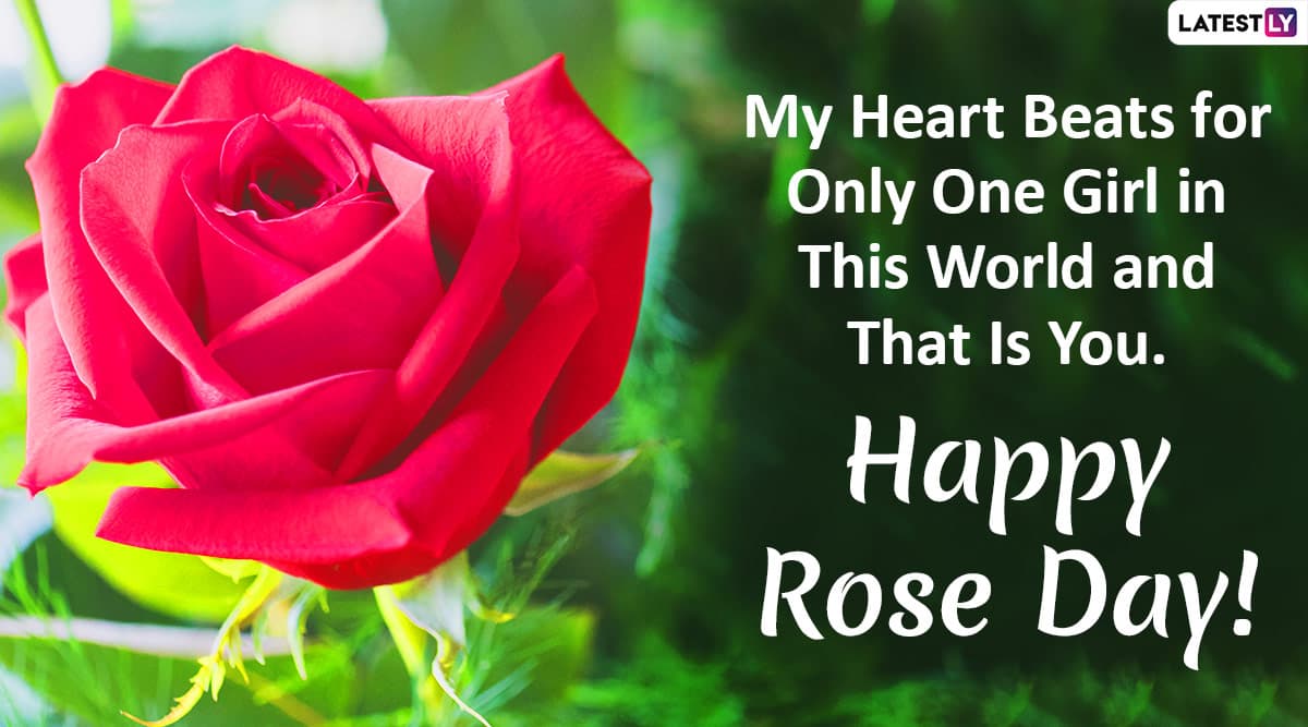 Happy Rose Day 2020 Wishes and Messages: WhatsApp Stickers, Rose ...