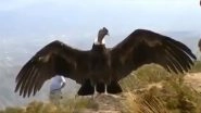 Fact Check: Video of Jatayu Bird From Ramayana Spotted in Kerala is Fake! Know Truth About Viral Clip of Andean Condor