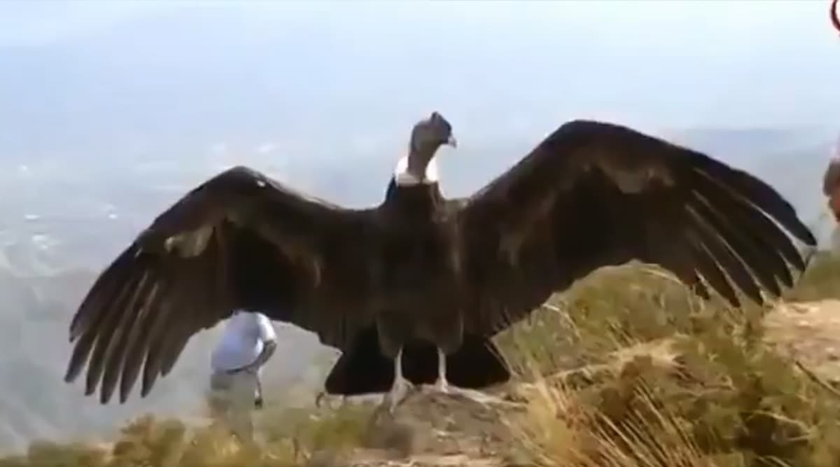 Fact Check: Video of Jatayu Bird From Ramayana Spotted in Kerala is Fake! Know Truth About Viral Clip of Andean Condor Fact Check: Video of Jatayu Bird From Ramayana Spotted in Kerala is Fake! Know Truth About Viral Clip of Andean Condor
